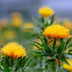 Safflower Oil