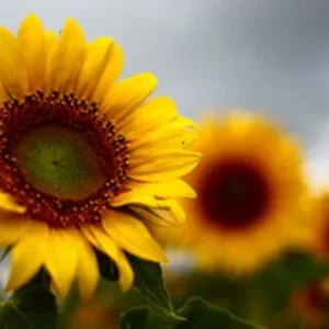 Sunflower Oil